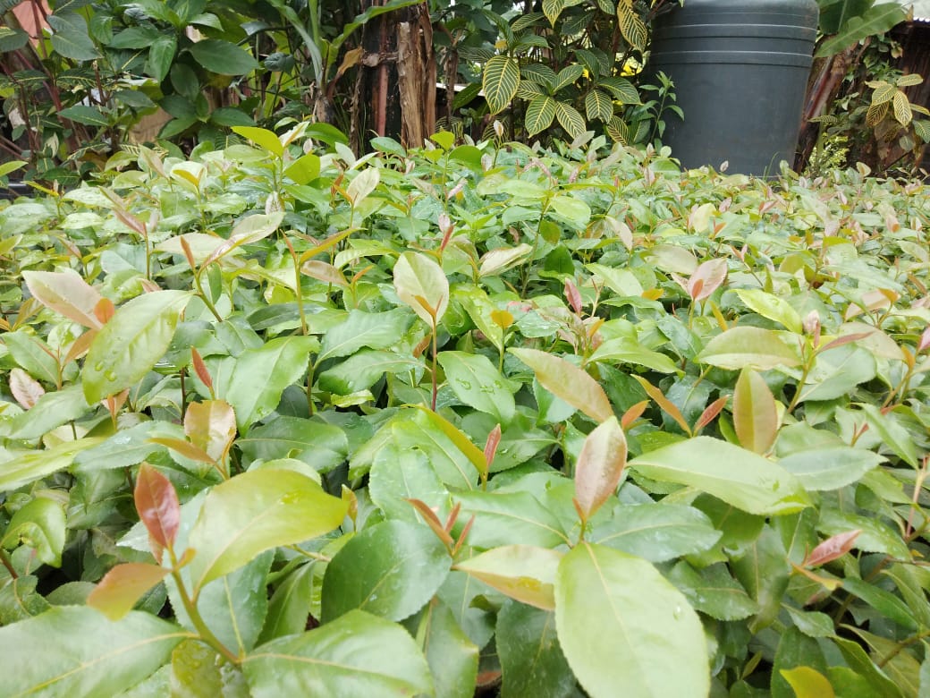 muguka seedlings