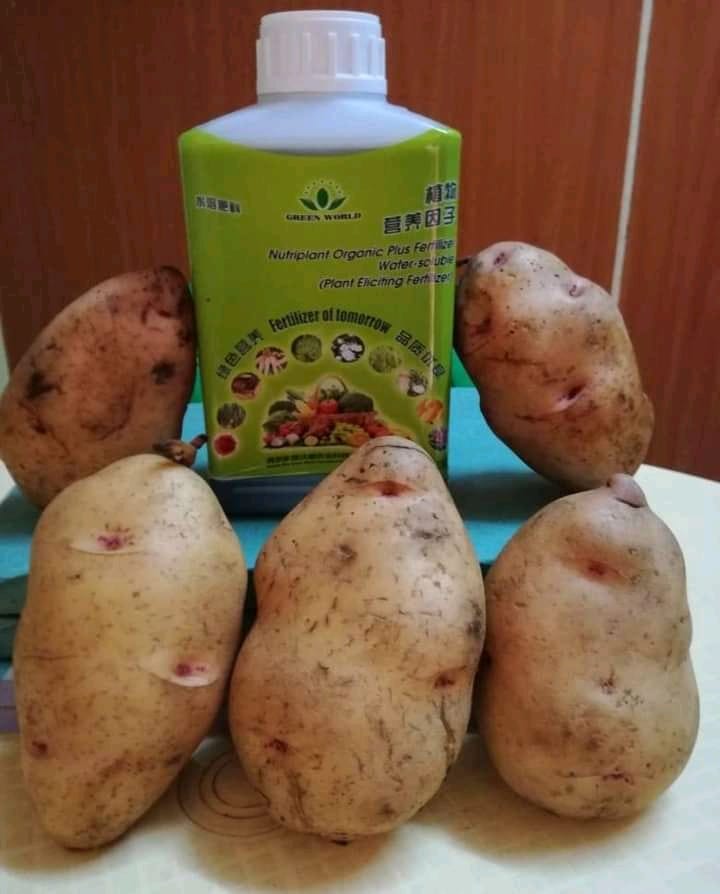 100ml Nutriplant Organic Fertilizerr